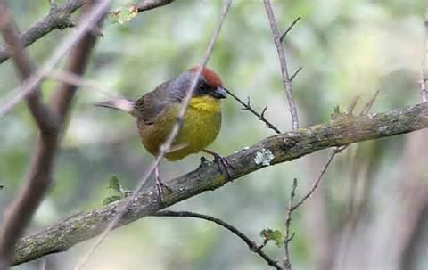 Rufous-capped brush finch More on Atlapetes pileatus Rufouscapped BrushFinch