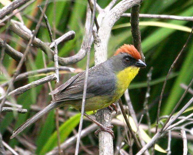 Rufous-capped brush finch wwwmangoverdecomwbgimages00000020494jpg
