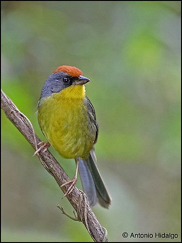 Rufous-capped brush finch Rufouscapped Brushfinch Atlapetes pileatus Rufouscapp Flickr