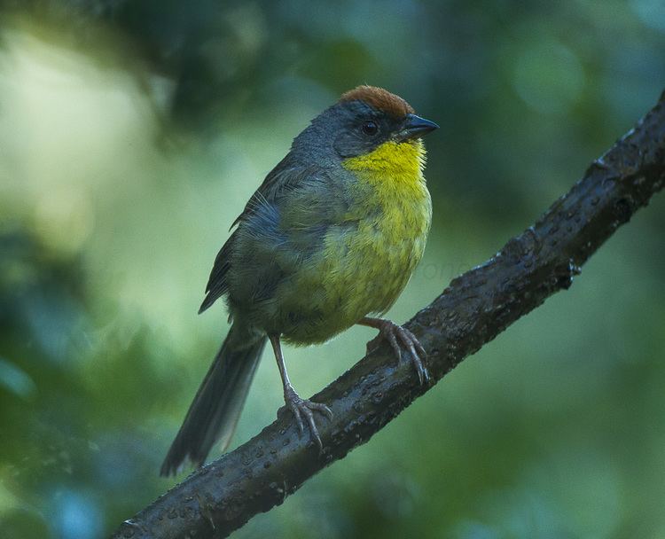 Rufous-capped brush finch Rufouscapped brush finch Wikipedia