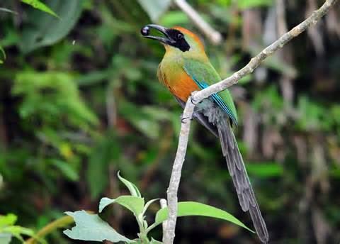 Rufous capped motmot - Alchetron, The Free Social Encyclopedia