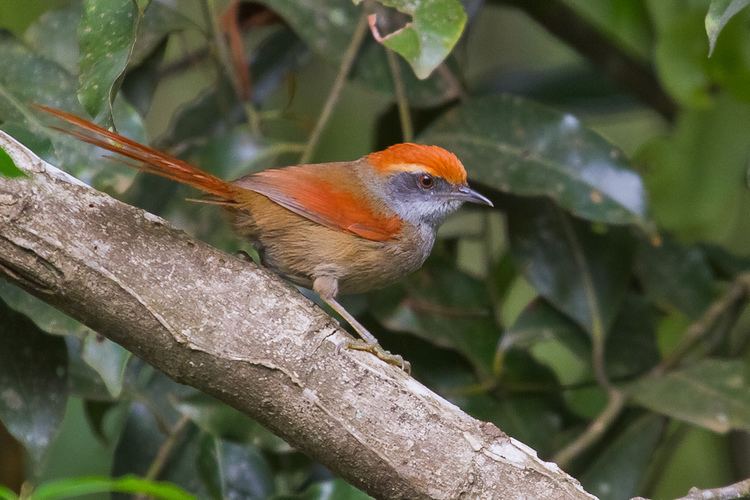 Rufous-capped spinetail httpsc1staticflickrcom8706867885024264a48