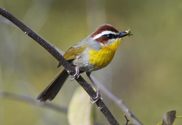 Rufous-capped warbler Rufouscapped Warbler Audubon Field Guide