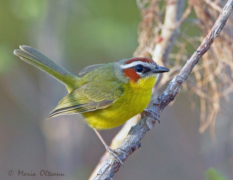 Rufous-capped warbler TrekNature Rufouscapped Warbler Photo