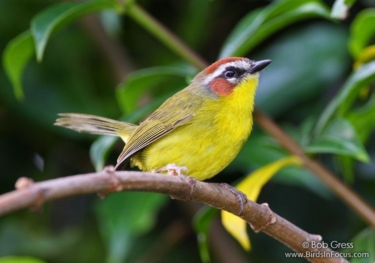 Rufous-capped warbler Birds in Focus Rufouscapped Warbler