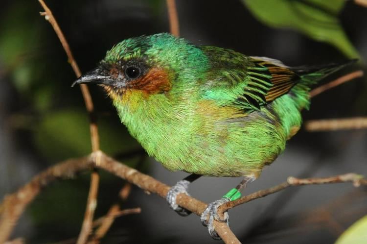 Rufous-cheeked tanager wwwhbwcomsitesdefaultfilesstylesibc1kpubl