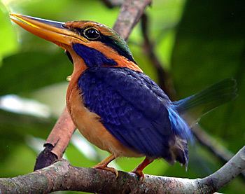 Rufous-collared kingfisher httpssmediacacheak0pinimgcomoriginals06