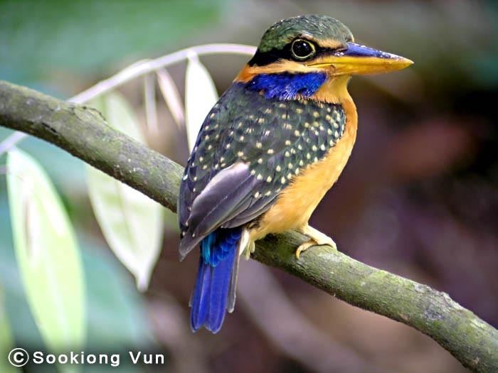 Rufous-collared kingfisher Oriental Bird Club Image Database Photographers
