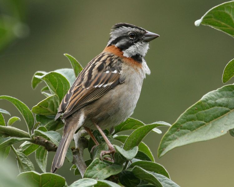 Rufous-collared sparrow Rufouscollared Sparrow Birdspix