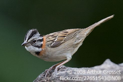 Rufous-collared sparrow Rufouscollared Sparrow Zonotrichia capensis BirdNote