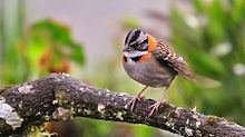 Rufous-collared sparrow httpsuploadwikimediaorgwikipediacommonsthu
