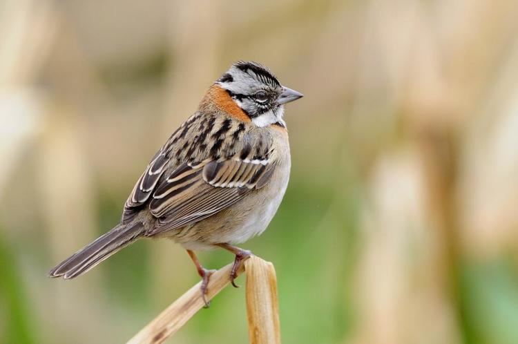 Rufous-collared sparrow Rufouscollared Sparrow Zonotrichia capensis videos photos and