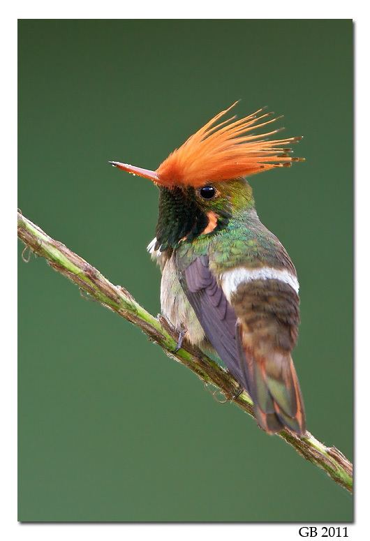Rufous-crested coquette 1000 images about Beautiful Rufouscrested Coquette Photography on