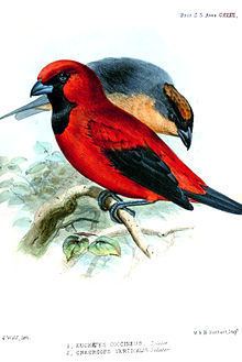 Rufous-crested tanager httpsuploadwikimediaorgwikipediacommonsthu