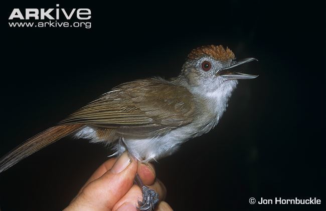 Rufous-crowned babbler cdn2arkiveorgmediaF8F8EB00F12DEE497AB289C