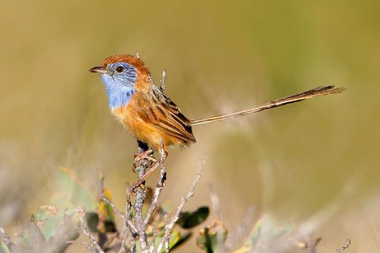 Rufous-crowned emu-wren 1000 images about Wren on Pinterest House Birds and Sweets