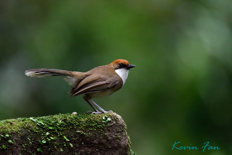 Rufous-crowned laughingthrush httpsc1staticflickrcom8752716251556671c6f