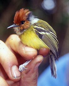 Rufous-crowned tody-flycatcher httpsuploadwikimediaorgwikipediacommonsthu