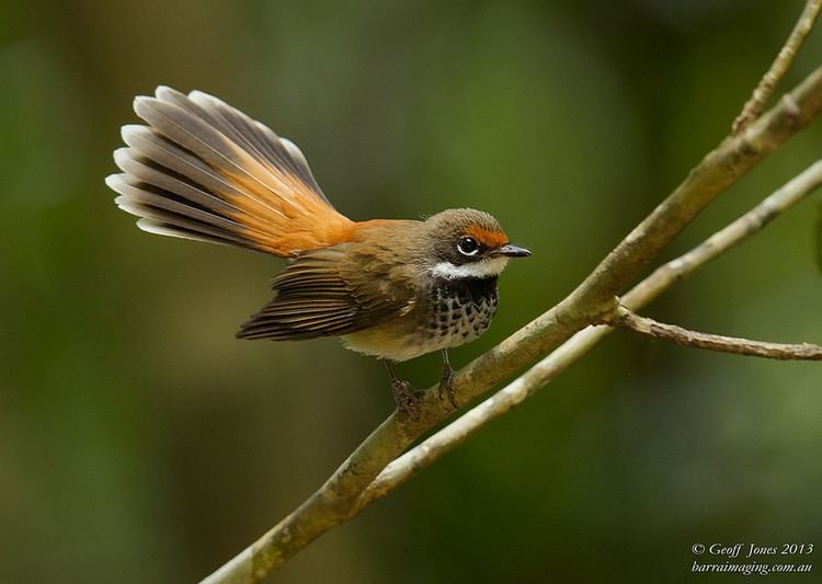 Rufous fantail Rufous Fantail Rhipidura rufifrons Barraimaging