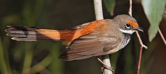 Rufous fantail Rufous Fantail BirdLife Australia