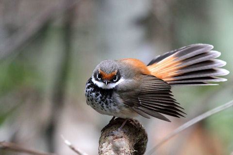 Rufous fantail Rufous Fantail Bushpea 819