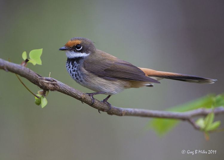 Rufous fantail Rufous fantail Wikipedia