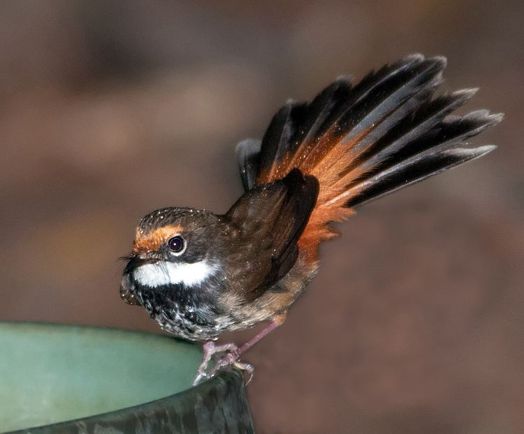 Rufous fantail Rufous Fantail BIRDS in BACKYARDS