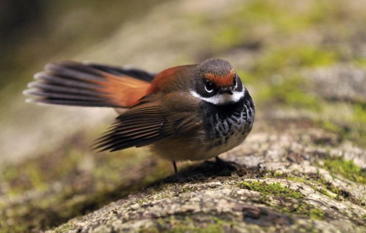 Rufous fantail Rufous Fantail Rhipidura rufifrons Wildiaries