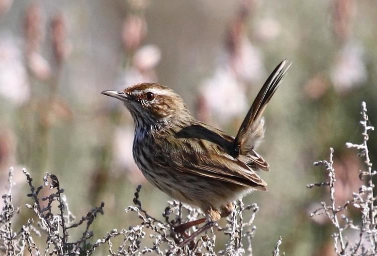 Rufous fieldwren - Alchetron, The Free Social Encyclopedia