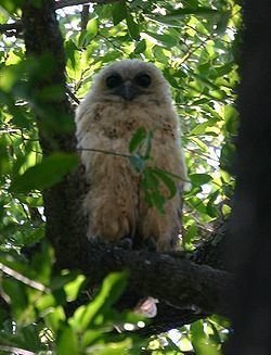Rufous fishing owl Fishing owl Wikipedia