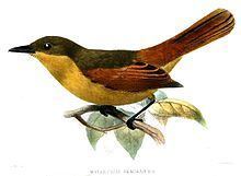 Rufous flycatcher httpsuploadwikimediaorgwikipediacommonsthu