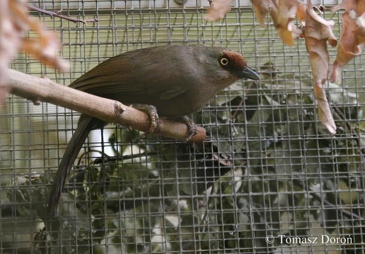 Rufous-fronted laughingthrush Rufousfronted Laughingthrush Garrulax rufifrons videos photos