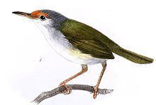 Rufous-fronted tailorbird httpsuploadwikimediaorgwikipediacommonsthu
