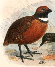 Rufous-fronted wood quail httpsuploadwikimediaorgwikipediacommonsthu