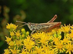 Rufous grasshopper httpsuploadwikimediaorgwikipediacommonsthu