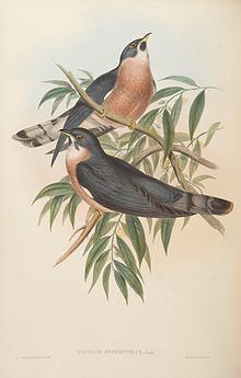 Rufous hawk-cuckoo httpsuploadwikimediaorgwikipediacommonsthu