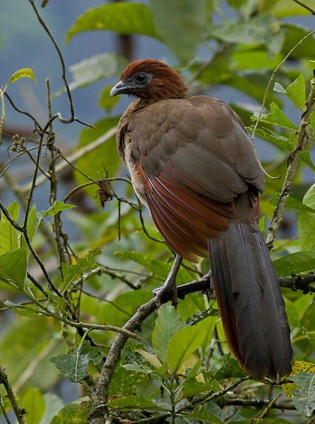 Rufous-headed chachalaca Sapayoa Ecuador Bird Photos Photo Keywords ortalis erythroptera