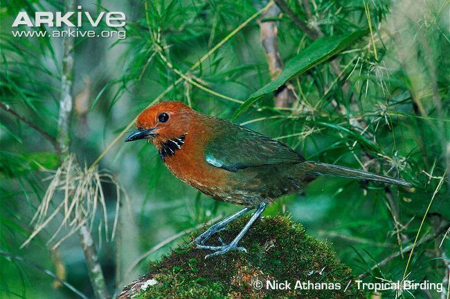 Rufous-headed ground roller Rufousheaded groundroller videos photos and facts Atelornis