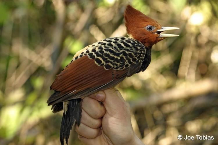 Rufous-headed woodpecker Rufousheaded Woodpecker Celeus spectabilis videos photos and