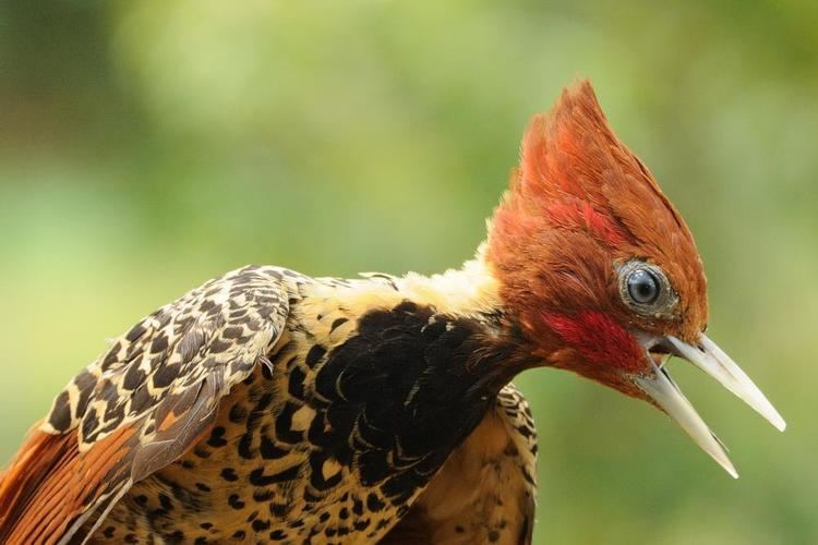 Rufous-headed woodpecker Photos of Rufousheaded Woodpecker Celeus spectabilis the