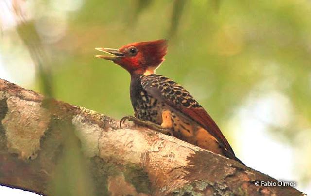 Rufous-headed woodpecker Rufousheaded Woodpecker