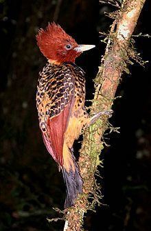 Rufous-headed woodpecker httpsuploadwikimediaorgwikipediacommonsthu