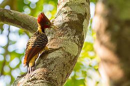 Rufous-headed woodpecker Rufousheaded woodpecker Wikipedia