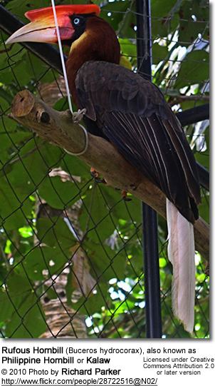 Rufous hornbill Rufous or Philippine Hornbill Buceros hydrocorax or Kalaw