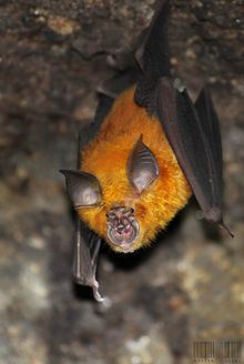Rufous horseshoe bat httpsuploadwikimediaorgwikipediacommonsthu