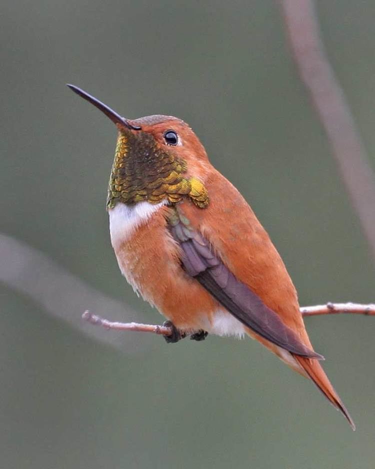 Rufous hummingbird d2fbmjy3x0sduacloudfrontnetsitesdefaultfiles
