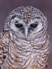 Rufous-legged owl wwwrareearthtonesorgringtoneswallpapersrufous