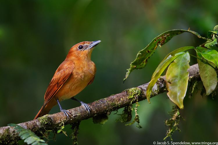 Rufous mourner Rufous Mourner 1