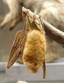 Rufous mouse-eared bat httpsuploadwikimediaorgwikipediacommonsthu