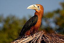 Rufous-necked hornbill httpsuploadwikimediaorgwikipediacommonsthu